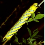 Deathshead Hawk Atropos 10 larvae